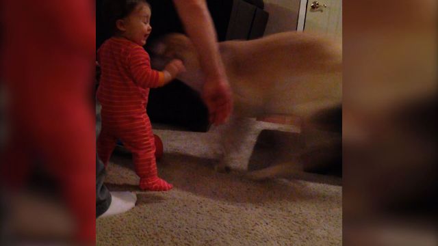 Puppy Run Fun