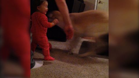 Puppy Run Fun