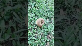 Samson the Rottweiler and the peanut butter and chicken filled acorn