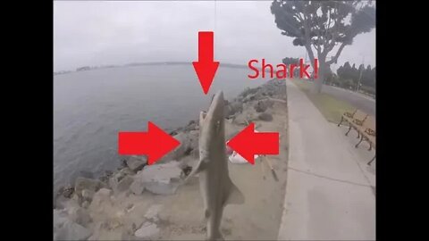 Harbor Island Shark Fishing!