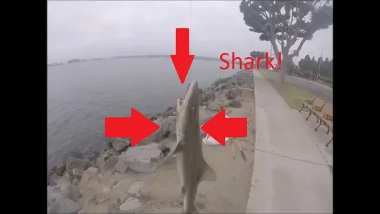 Harbor Island Shark Fishing!