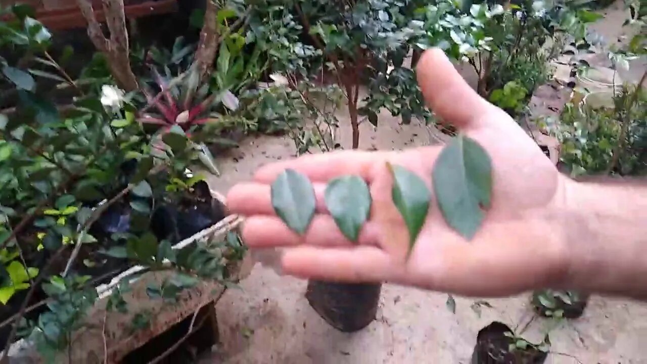 como identificar pitangatuba pitanga preta pitanga do cerrado... e dicas