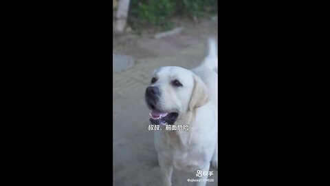 Dog Save Blind Man