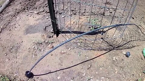 Planting Sweet Potatoes and Drip Irrigation.