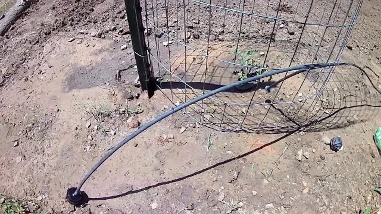 Planting Sweet Potatoes and Drip Irrigation.