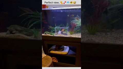 Perfect view..🐈🐾🐟🐠😅😍