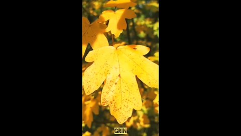 🟡Aivi - Осень в нашей юдоли🍁(1)
