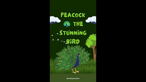 Peacock Birds 🤩🤩