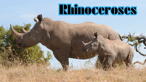 Discovering the Fascinating World of Rhinoceroses