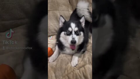 Mom said yes! 🐶😹🩵 #chillmode #cuteanimals #funny #laugh #dogs #husky