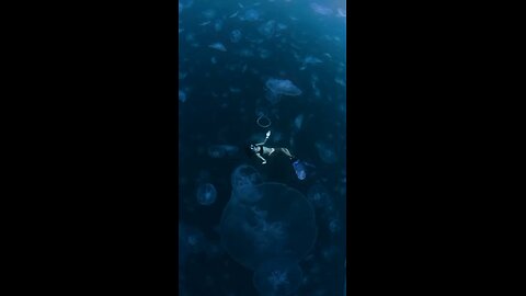 Jellyfish kingdom near Raja Ampat Island, Indonesia