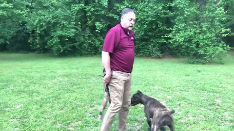 ASC’s Balboa at 7-8 months