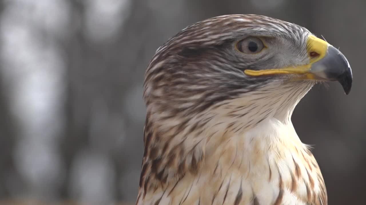 World Center for Birds of Prey debuts new expansion on Saturday