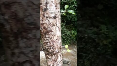 ŞELALEDEN SU NE KADAR DA GÜZEL AKIYOR.