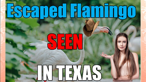 Escaped Kansas Zoo Flamingo🦩 Found in Texas