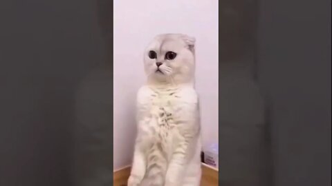 Funny Cat Fails 2022 |TRY NOT TO LAUGH WATCHING FUNNY ANIMAL FAILS VIDEOS 2021