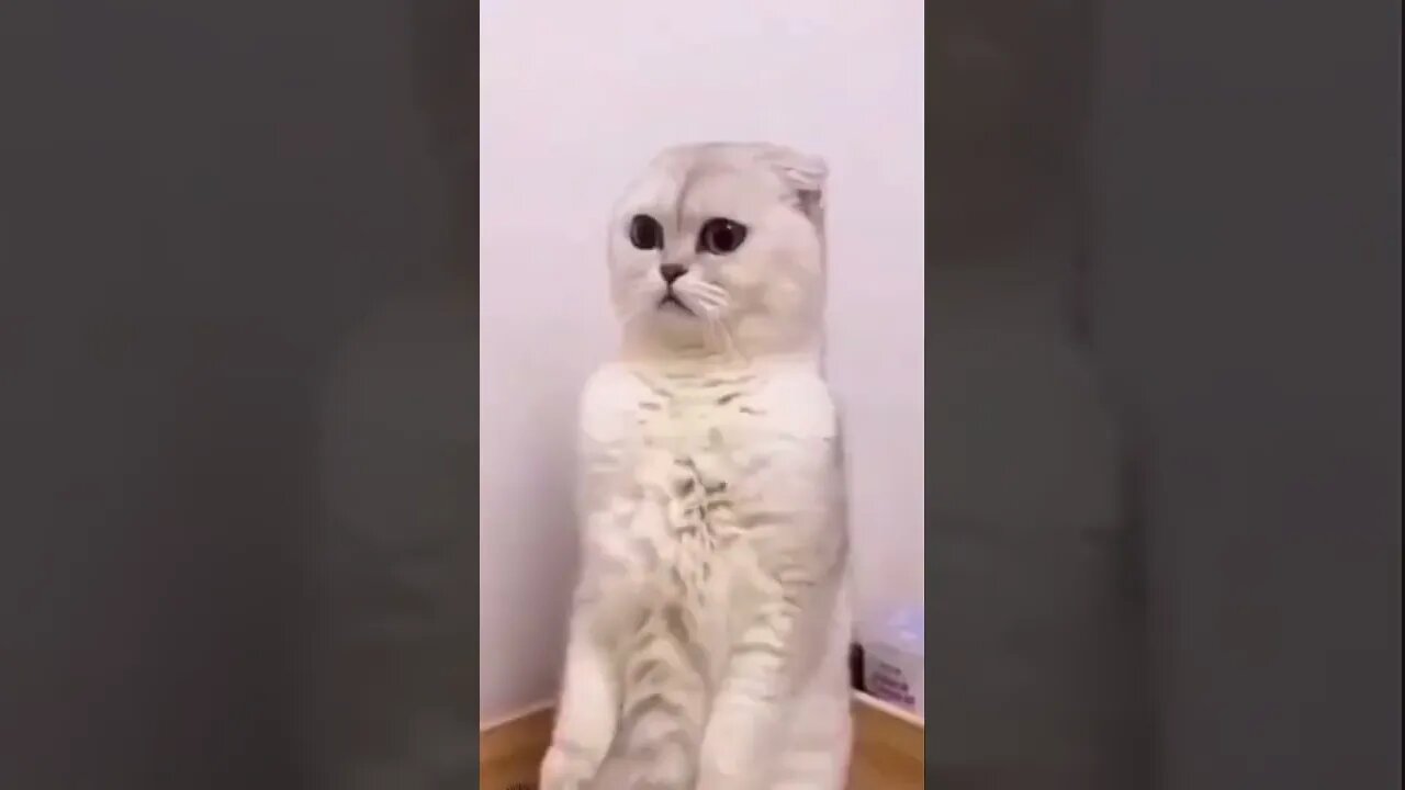 Funny Cat Fails 2022 |TRY NOT TO LAUGH WATCHING FUNNY ANIMAL FAILS VIDEOS 2021
