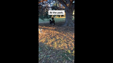 The last day of 2022. The doggies went to the park. My pup is the tallest one.