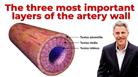 The three most important layers of the artery wall