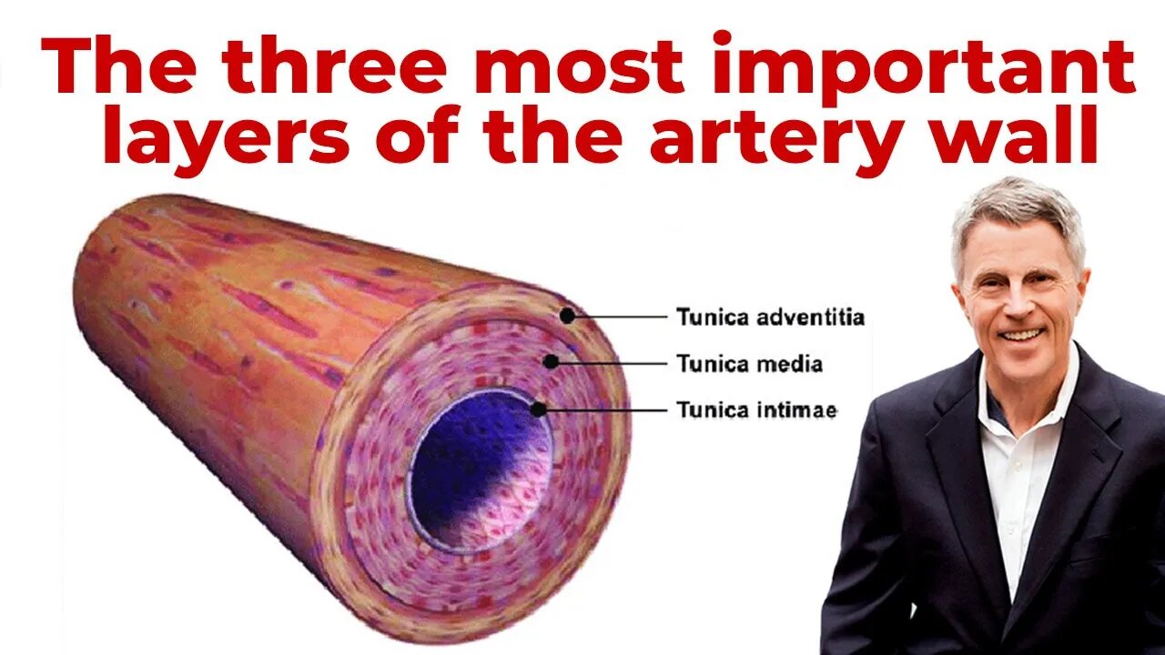 The three most important layers of the artery wall