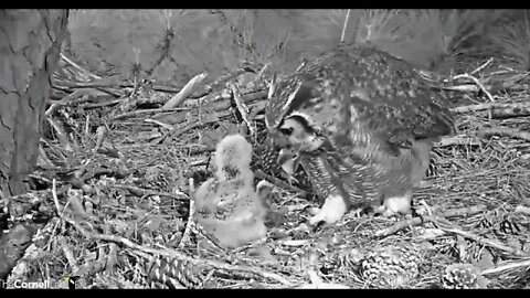 Dad Delivers a Bat Breakfast-Cam One 🦉 3/4/22 06:30