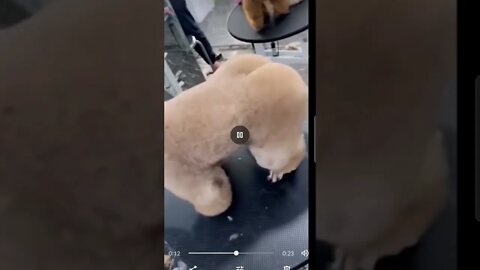 #jumpstyle #doggy #dankmemes best