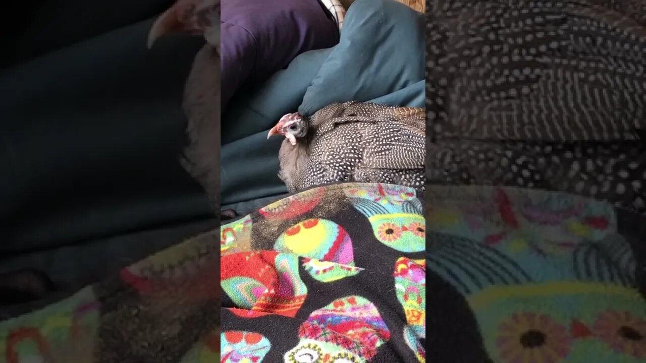 Disabled guinea fowl nestles behind dog