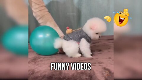 Baby Dogs - Cute and Funny Dog Videos Compilation #1 | Jalala