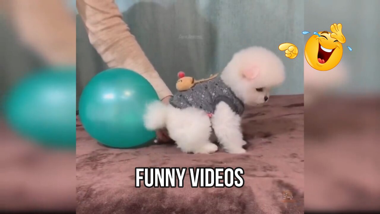 Baby Dogs - Cute and Funny Dog Videos Compilation #1 | Jalala