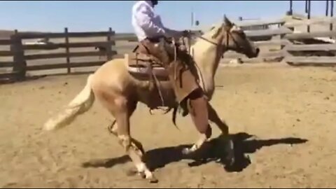 Ode To The Rough String Rider