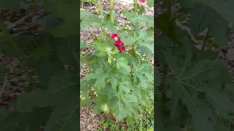 Our Plants Flower And Life With Some Goals Of Mine