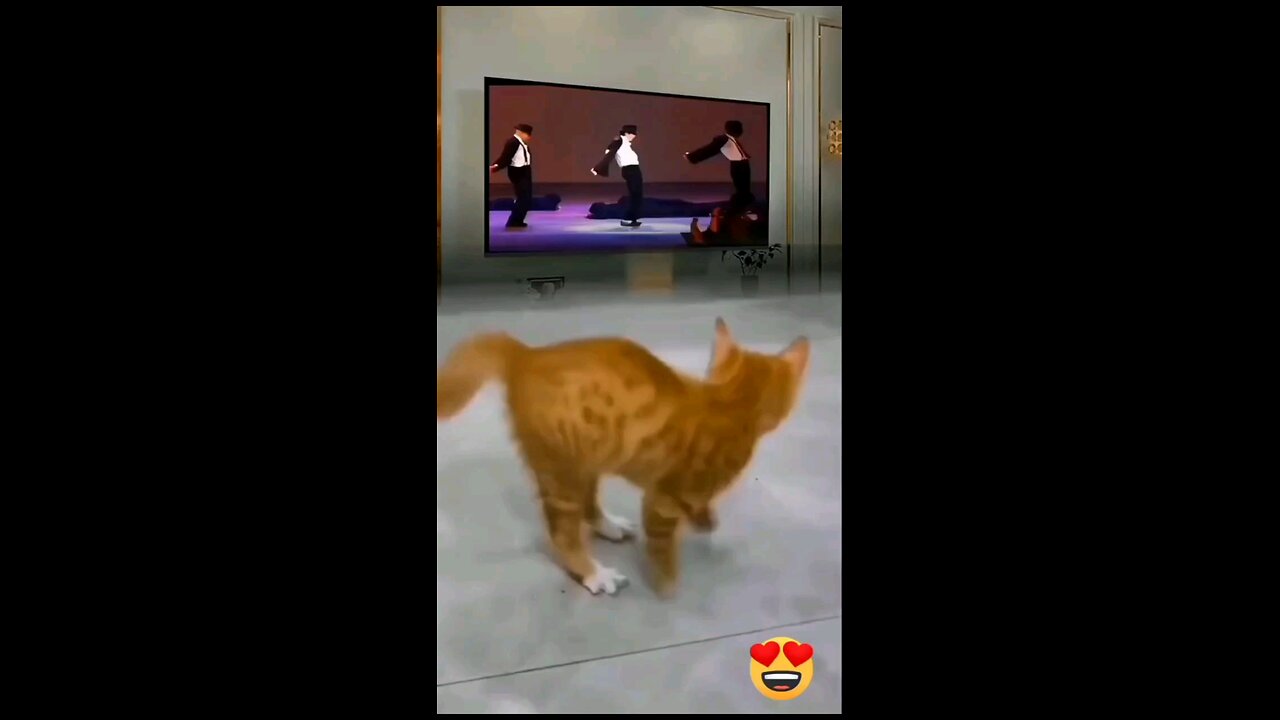 cute cats imitate Michael Jackson's movements with sweet cat movements