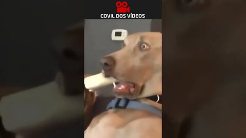 cachorro assustado 😂😂😂 #shorts #short #youtubeshorts