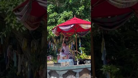 Animal Kingdom performer 🎼 #animalkingdom #disneyworld #shorts #sitar #disneymusic #disney #music