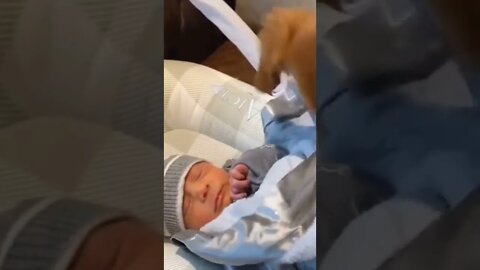 🐕 Dog Covering Little Brother 👶 with Blanket #shorts