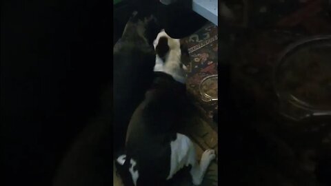 when giant pups play