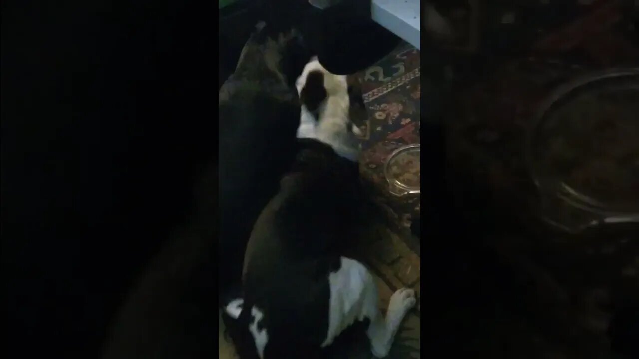 when giant pups play