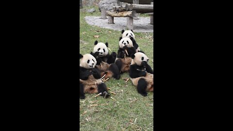 Giant panda is eating bamboo shoots