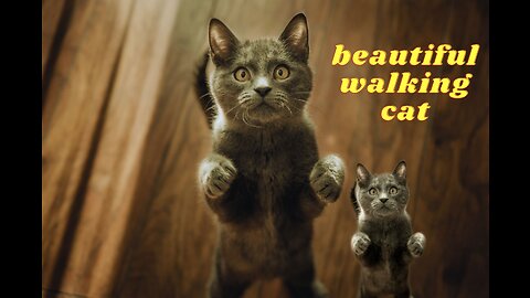 cat walk on ramp