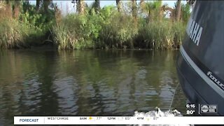 Marine biologists helping save Crystal River