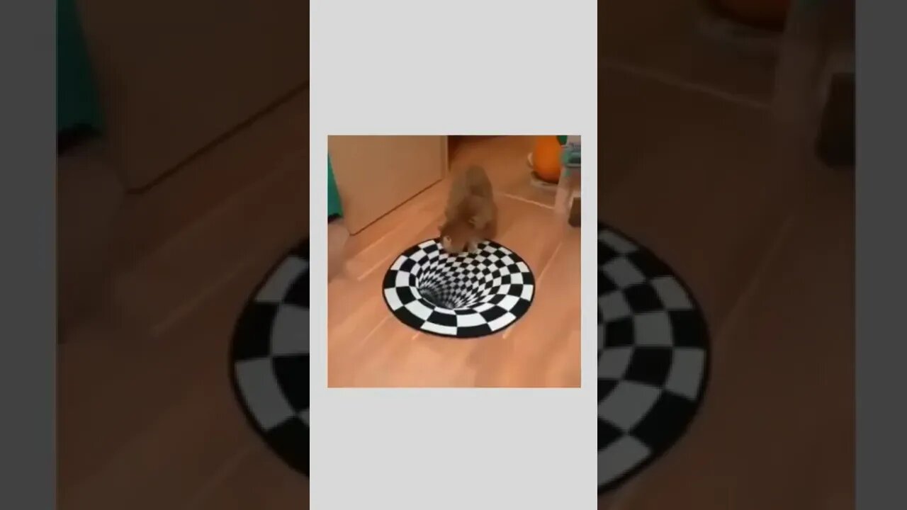 Lol! 🐕😼☺️😝