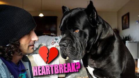 Breaking My Cane Corso's Heart With a Puppy?