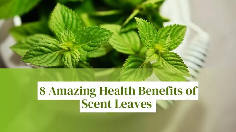 8 Amazing Health Benefits Of Scent Leaves