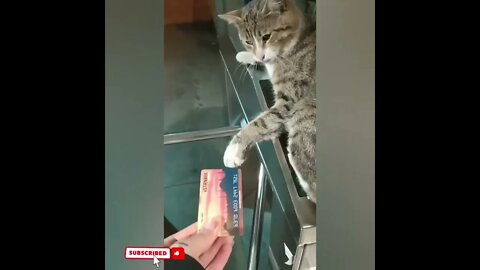 cute cat videos 😹 funny videos 😂1792