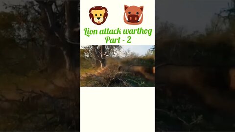 Lion attack warthog part - 2#shorts #shortsfeed #youtubeshorts