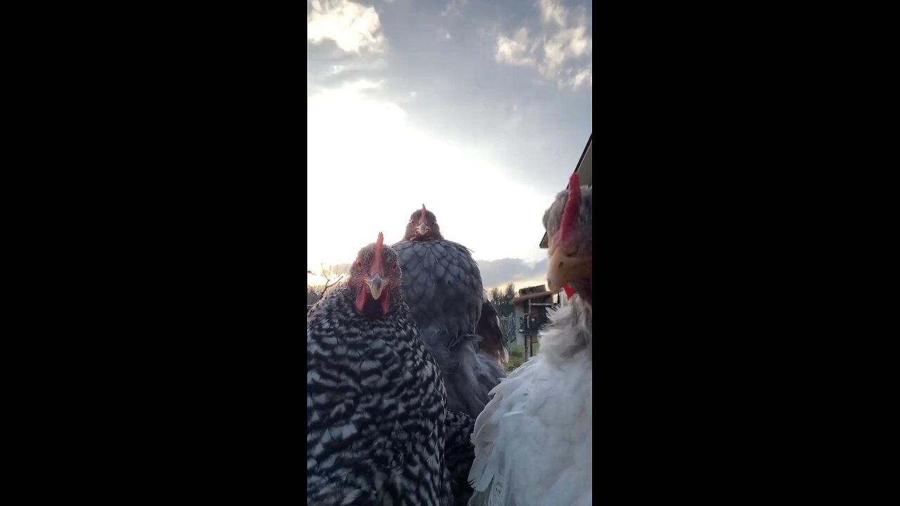 funny video