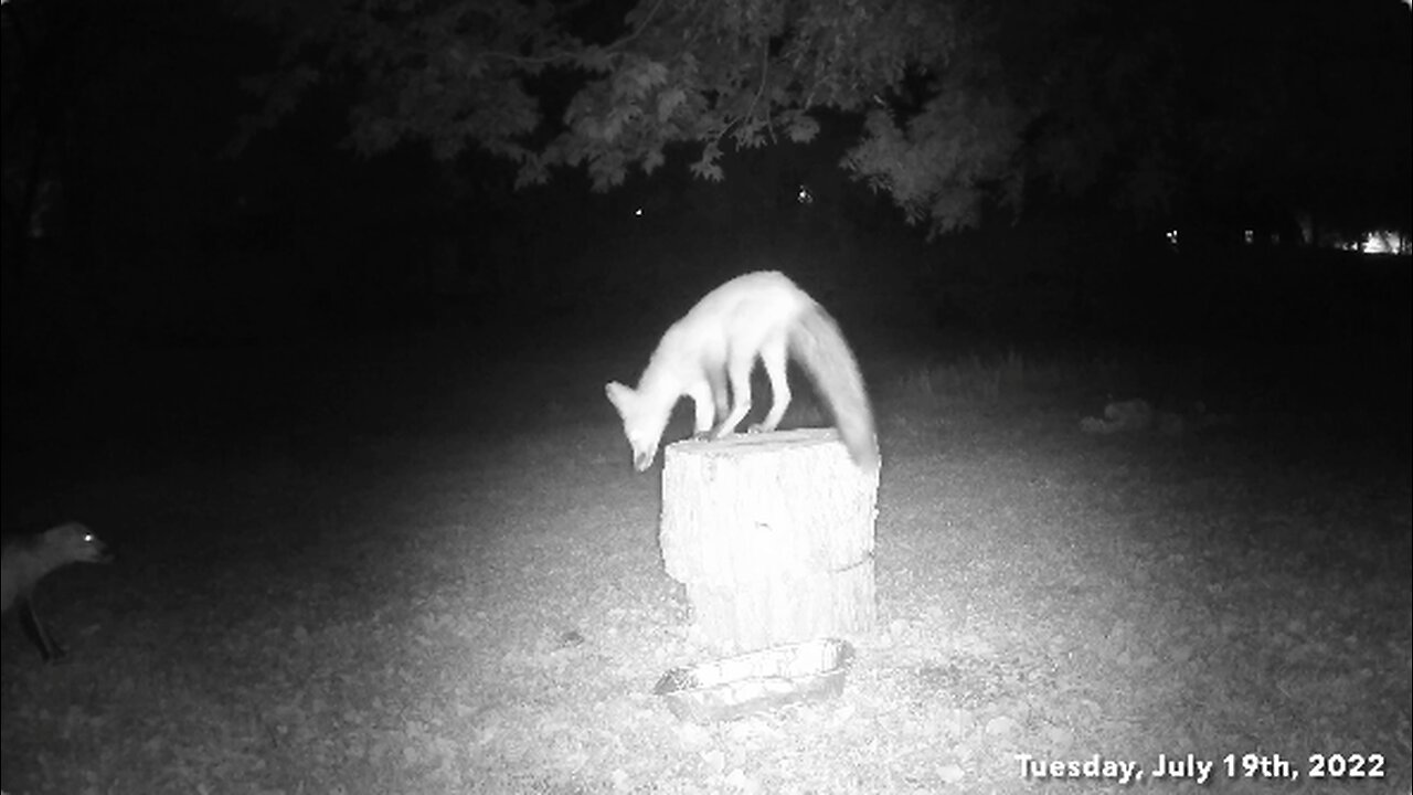 Two Foxes Snoop Around The Tree Stump