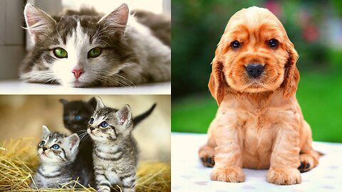 Funny Cats and Dogs Viral Videos for Kids and Adults