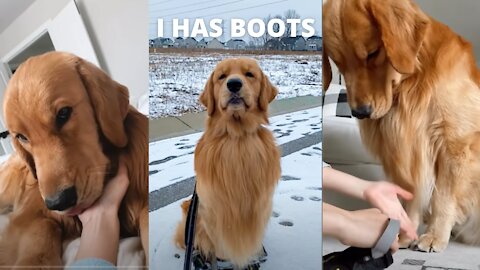 Tucker Wears Snow Boots