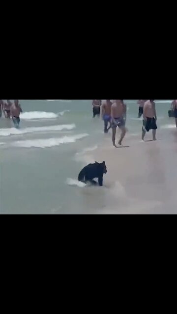 Florida Beachgoers amazed to see a black bear swimming alongside them